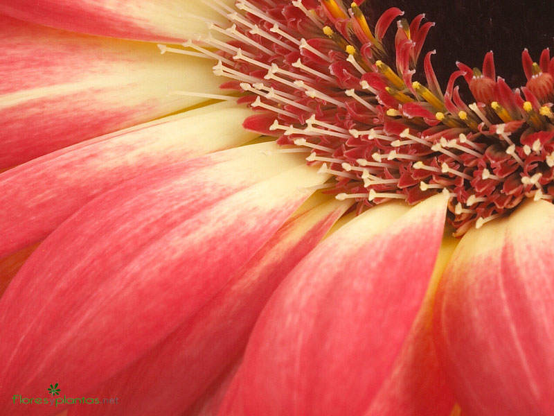 flores-de-gerbera-rosa-800×600