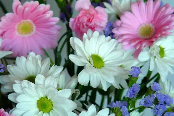 Flores de gerbera y crisantemo