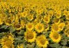 Flores de girasol