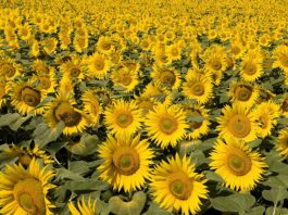 Flores de girasol