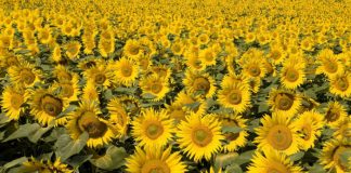 Flores de girasol