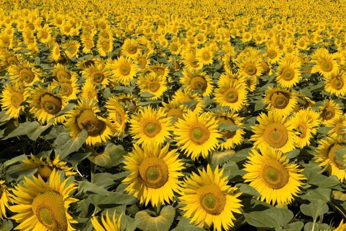 Flores de girasol