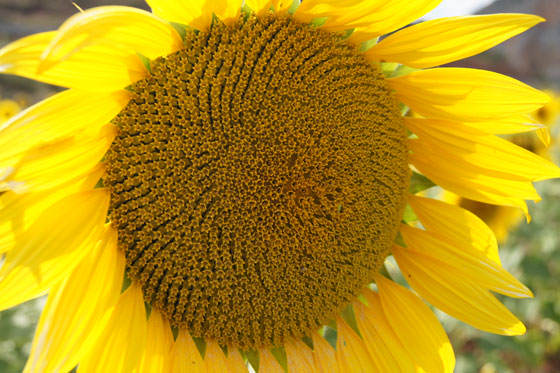 Flores de Girasol ornamentales