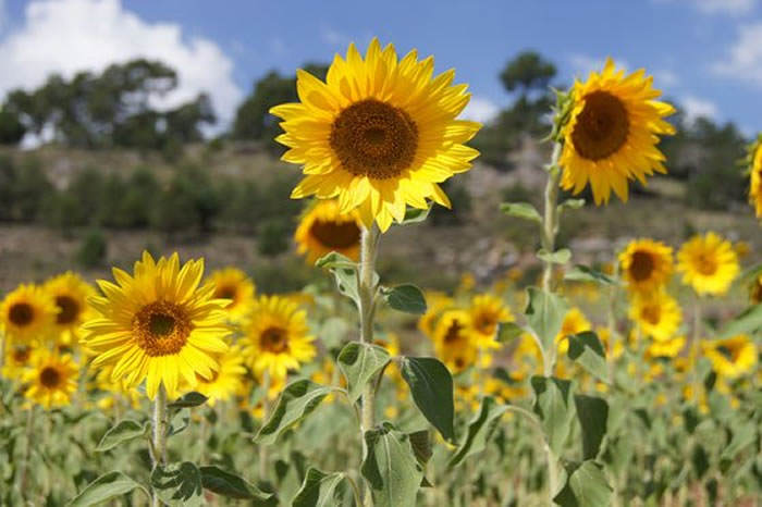 flores de girasoles