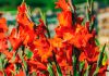 Flores de gladiolo