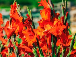 Flores de gladiolo