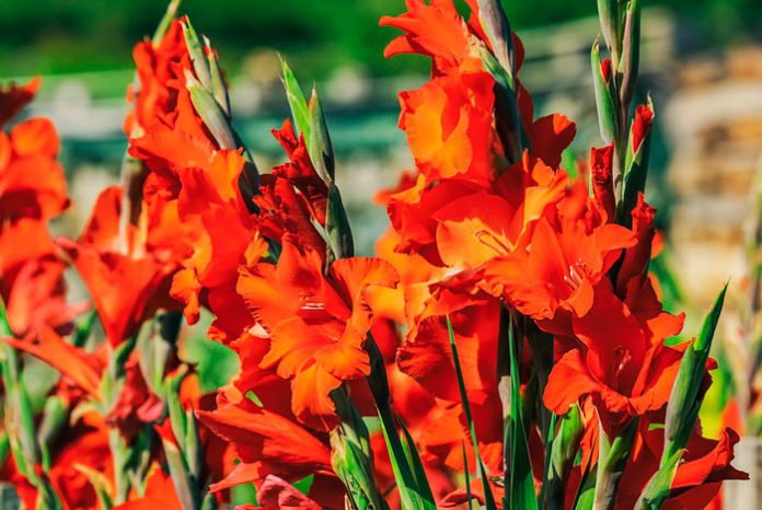 Flores de gladiolo