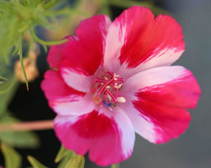 flores de godetia