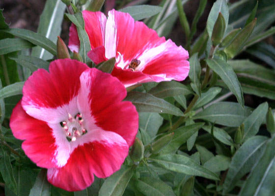 Flores de Godetia