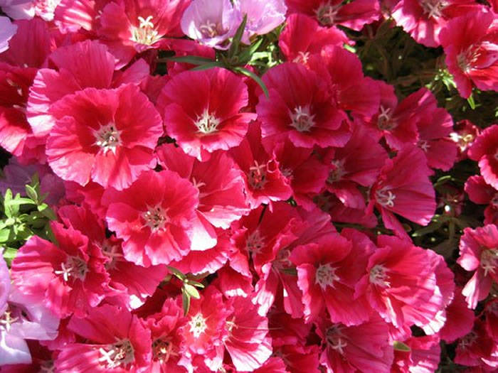 flores de godetia rosa