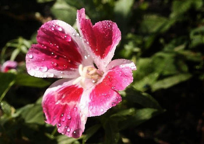 Flor de Godetia