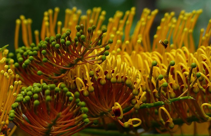 Flores de Grevillea robusta