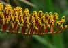 Flores de Grevillea robusta