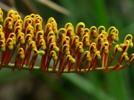 Flores de Grevillea robusta