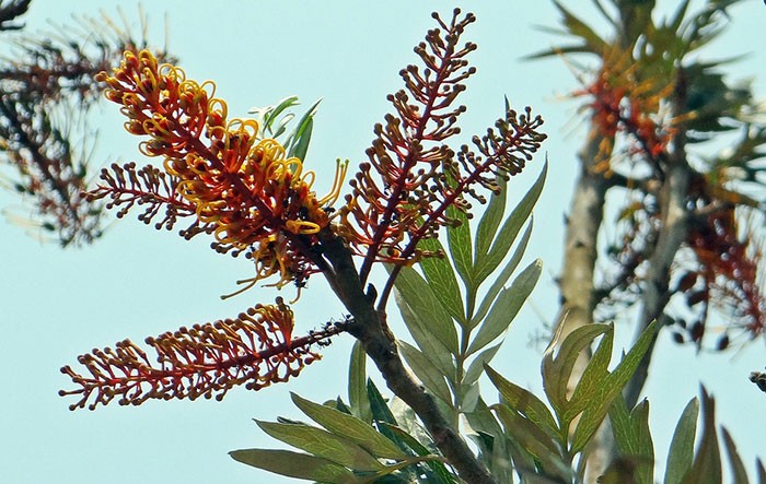 Flores de Grevillea robusta