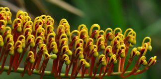 Flores de Grevillea robusta