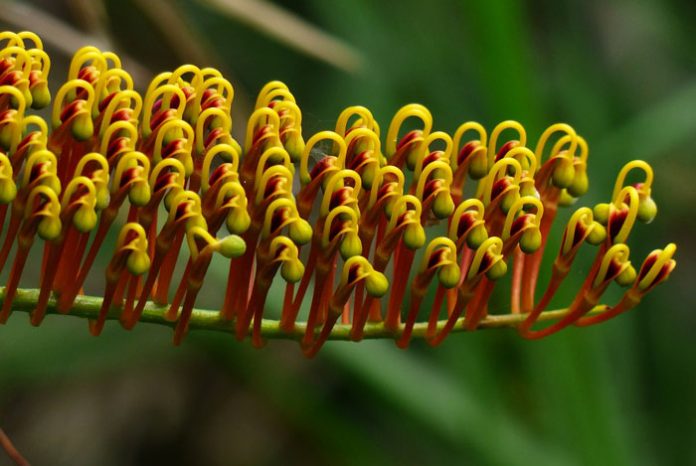 Flores de Grevillea robusta