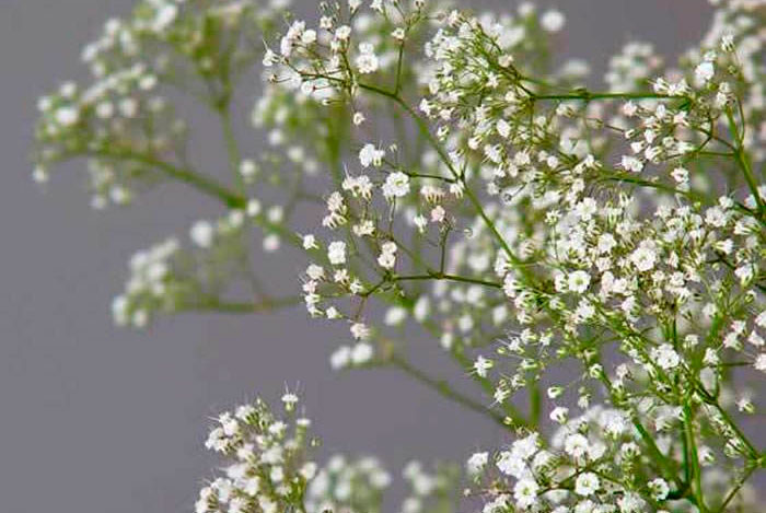 Flores de Gypsophila paniculata