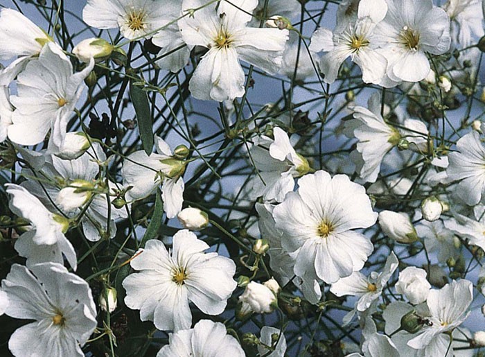 Gypsophila paniculata