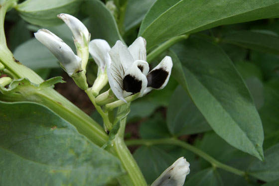 Flores de Habas
