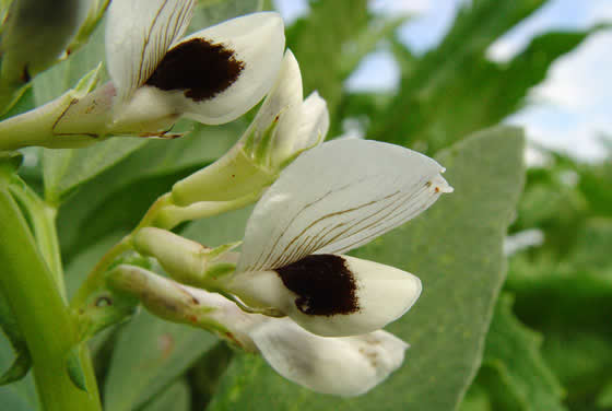 Flores de Habas