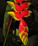 flores de heliconias