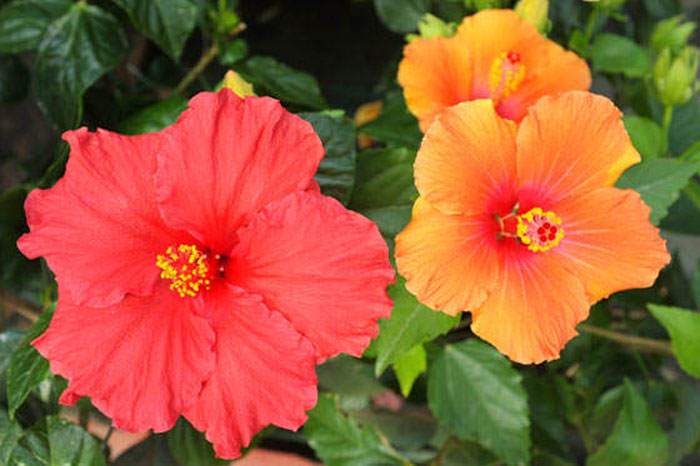 Flores de Hibiscus rosa-sinensis