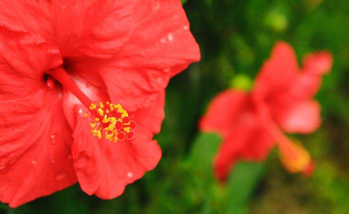 Flores de Hibiscus rosa-sinensis