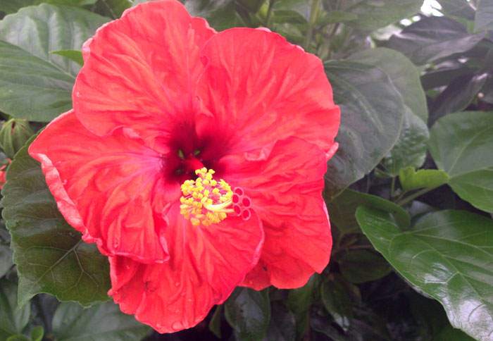 Flores de Hibiscus Yupla