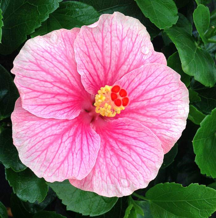 Flores de Hibiscus Yupla