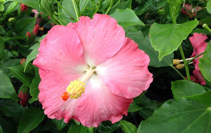 Flores de Hibiscus Yupla