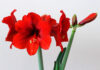 Flores de Hippeastrum cinderella