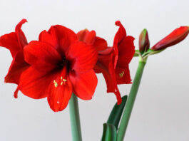 Flores de Hippeastrum cinderella