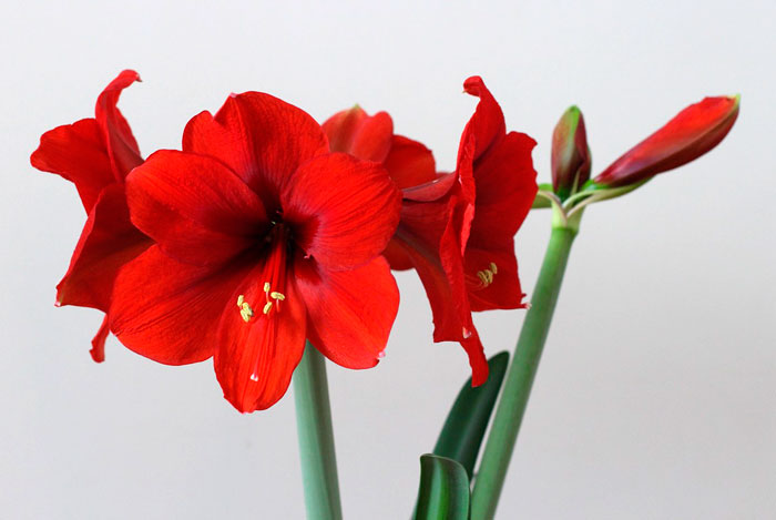 Flores de Hippeastrum cinderella