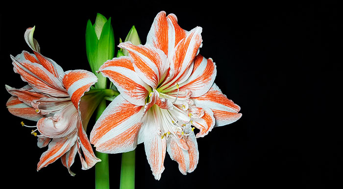 Flores de Hippeastrum cinderella