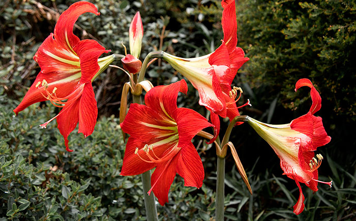 Flores de Hippeastrum cinderella