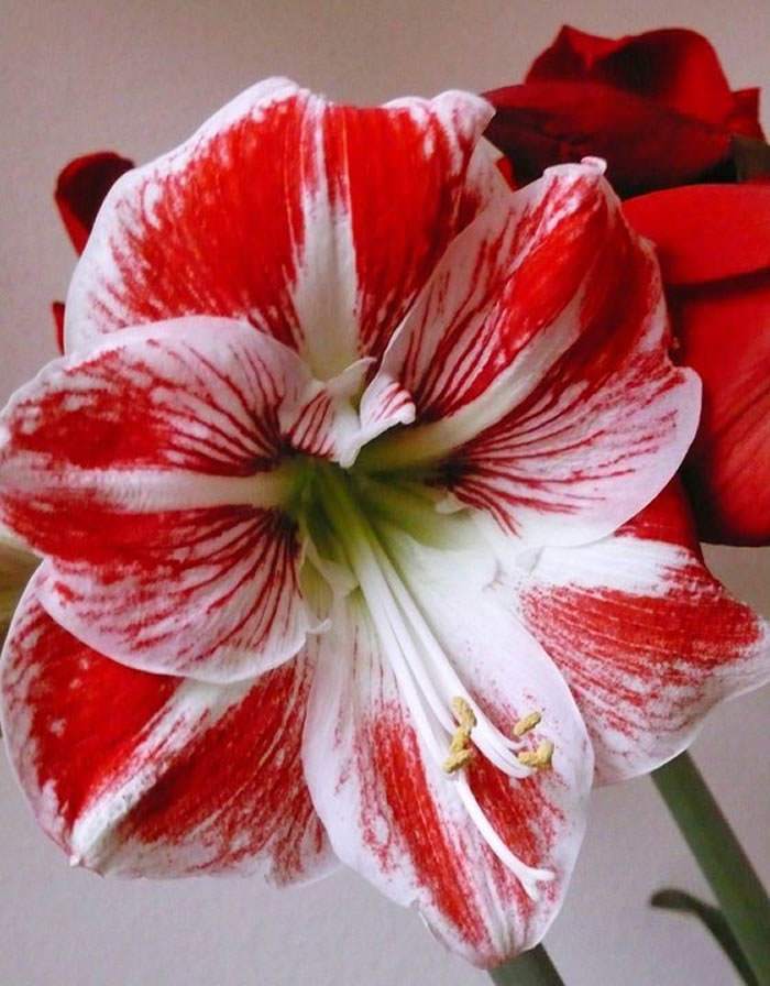 Flores de Hippeastrum