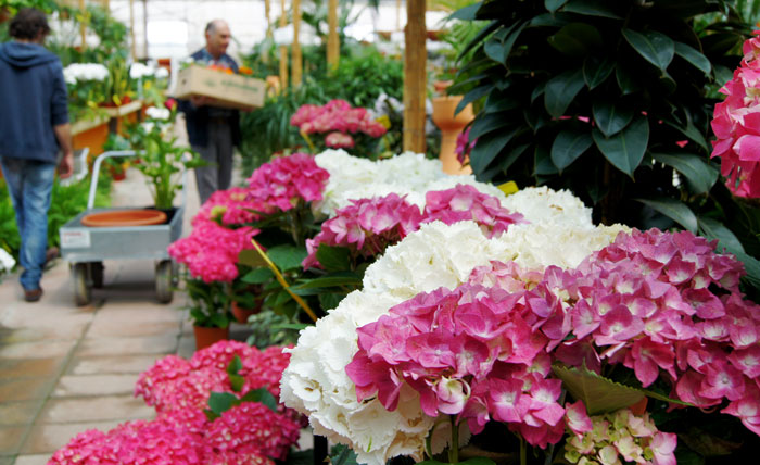 Hortensias | Revista de Flores, Plantas, Jardinería, Paisajismo y Medio  ambiente