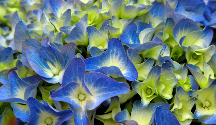 Flores de Hortensias