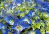 Flores de hortensia azules