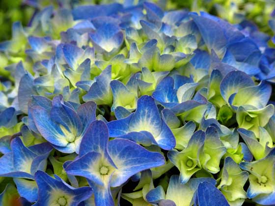 Flores de hortensias azules