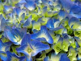 Flores de hortensia azules
