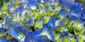 Flores de hortensia azules