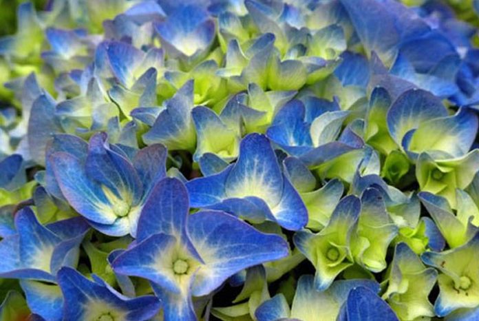 Flores de hortensia azules