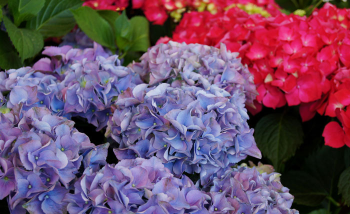 Hortensias | Revista de Flores, Plantas, Jardinería, Paisajismo y Medio  ambiente