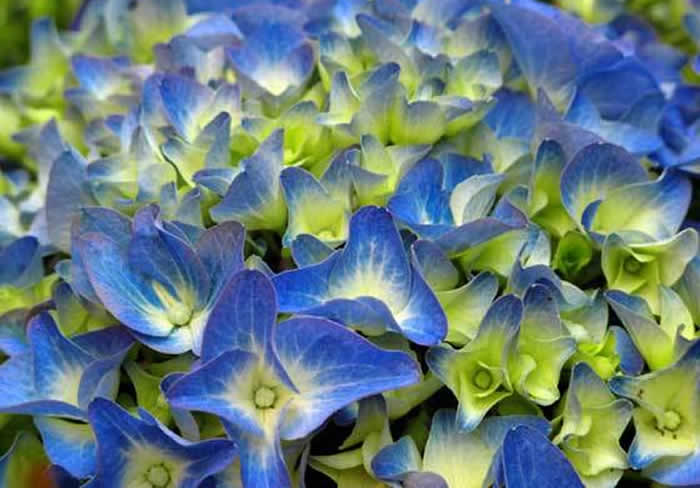 flores de hortensias azules
