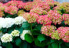 Flores de hortensias blancas y rosas