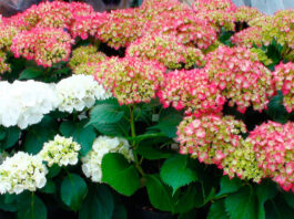 Flores de hortensias blancas y rosas