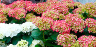 Flores de hortensias blancas y rosas
