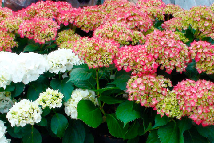 Flores de hortensias blancas y rosas